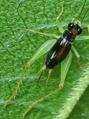 Trigonidiinae