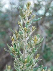 Olearia