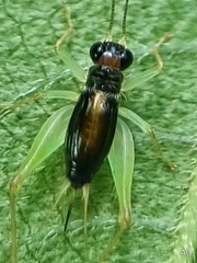 Trigonidiinae