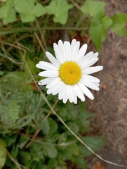 Leucanthemum