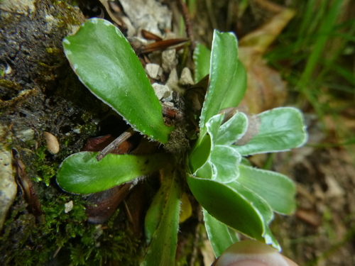 Image of Saxifraga mutata by no rights reserved