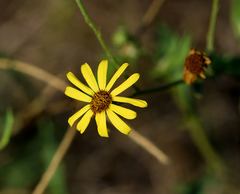 Senecio inaequidens