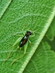 Trigonidiinae