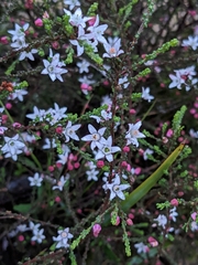 Philotheca angustifolia