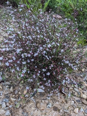 Philotheca angustifolia