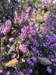 Erica carnea