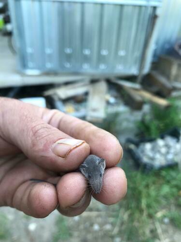 Pygmy White-toothed Shrew, 80061 Sirenuse, Nápoles, Italia, photo 8 of 10