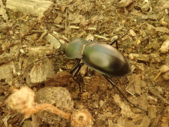 Carabus glabratus