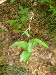 Epipactis helleborine