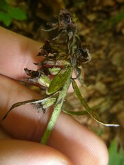 Epipactis helleborine