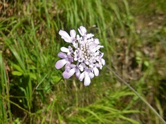 Scabiosa