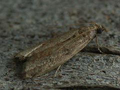 Ephestia elutella