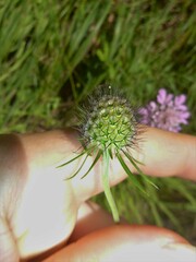 Scabiosa