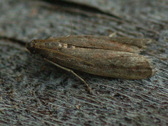 Ephestia elutella