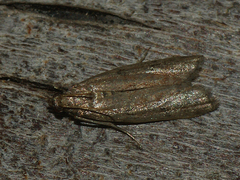 Ephestia elutella
