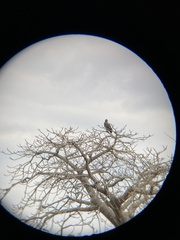 Polemaetus bellicosus