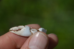 Creaserinus hedgpethi