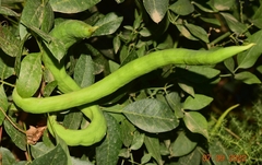 Baizongia pistaciae