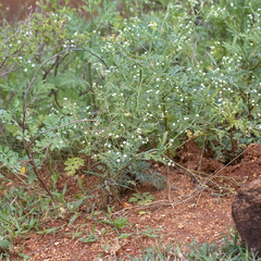 Parthenium hysterophorus