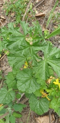 Malva moschata