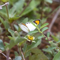 Colotis