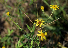 Senecio inaequidens