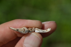 Creaserinus hedgpethi