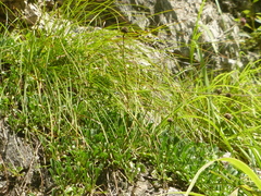 Globularia cordifolia