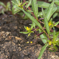 Ludwigia perennis