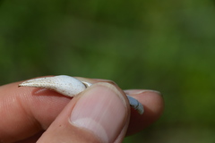 Creaserinus hedgpethi