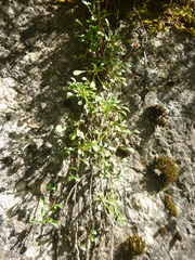 Globularia cordifolia