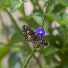 Caprona ransonnettii