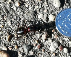 Camponotus ligniperda