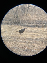 Bucorvus leadbeateri