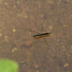 Cylindrostethus