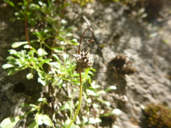 Globularia cordifolia