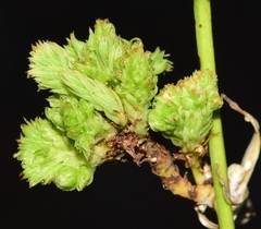 Aceria chondrillae