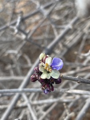 Rotheca wildii glabra