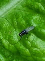 Poecilohetaerus aquilus
