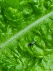 Poecilohetaerus aquilus