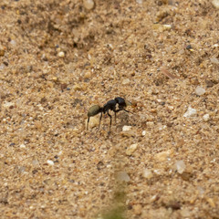 Camponotus sericeus