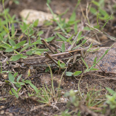 Cyrtacanthacris tatarica