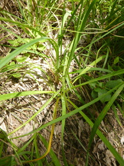 Anthericum ramosum