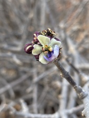 Rotheca wildii glabra