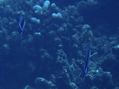 Labroides dimidiatus