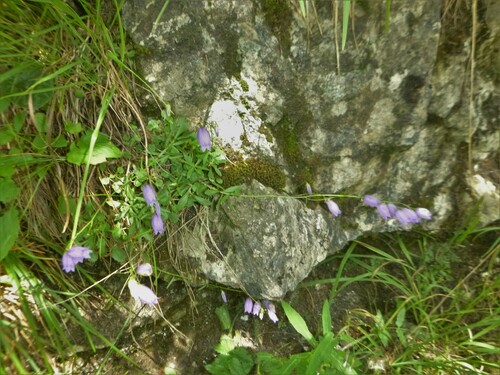 Image of Campanula cespitosa by no rights reserved