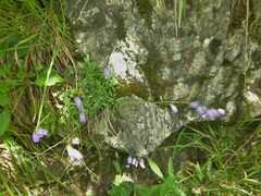 Campanula cespitosa