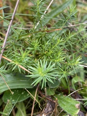 Galium verum