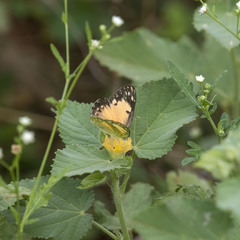Colotis amata