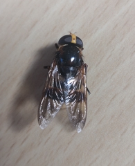 Volucella elegans